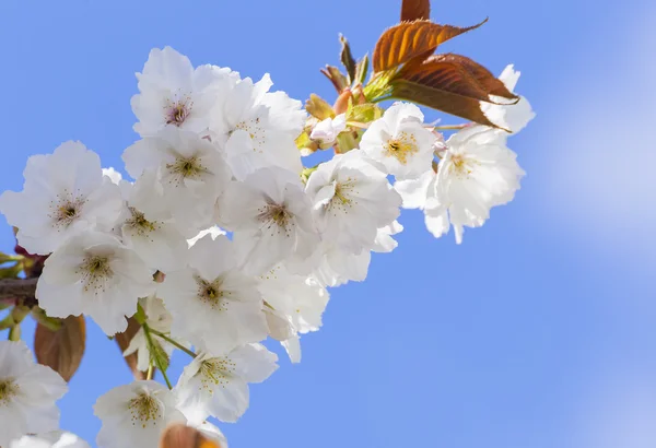 Pretty white spring blossom on tree — Stock Photo, Image