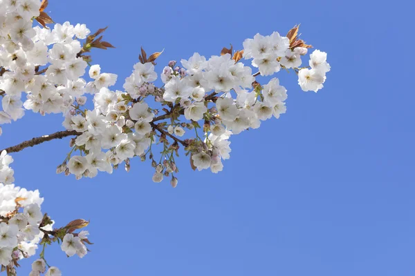 Pretty spring blossom with blue sky Stock Picture