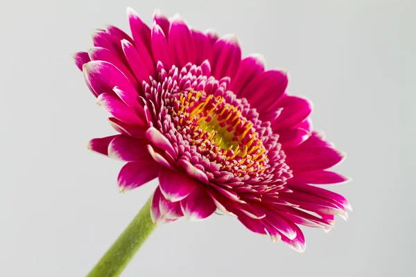 Rosa Gerbera Blüten auf weißem Hintergrund — Stockfoto