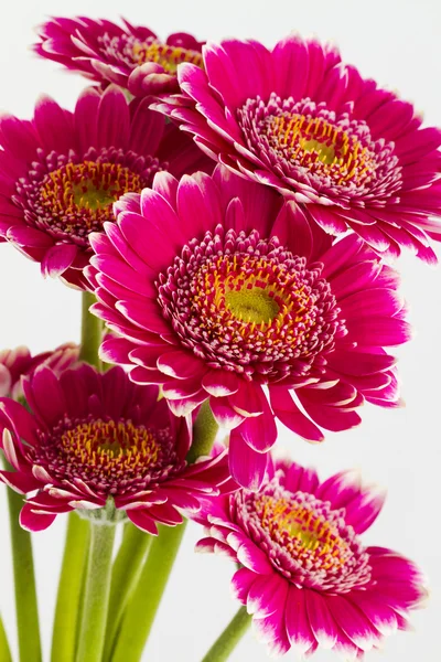 Pink gerbera flowers islolated on white background — Stock Photo, Image