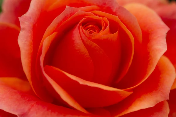 Einzelne rote Rose Nahaufnahme Makrofotografie — Stockfoto