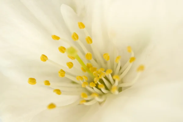 Tek beyaz bahar çiçeği çiçek yakın çekim — Stok fotoğraf