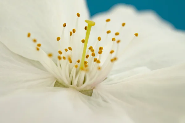 Detailní záběr jediného bílého jarní květ květ — Stock fotografie