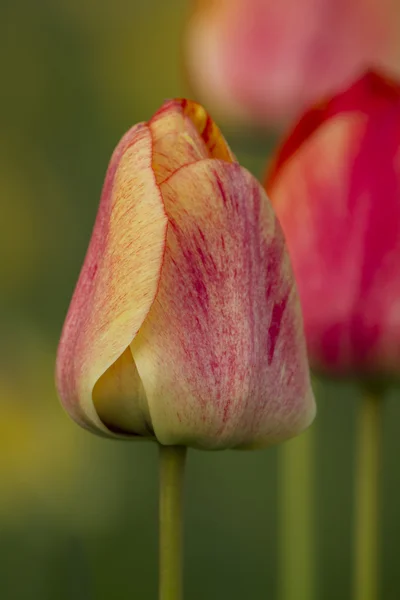 Tulipán amarillo en el jardín sobre fondo verde — Foto de Stock
