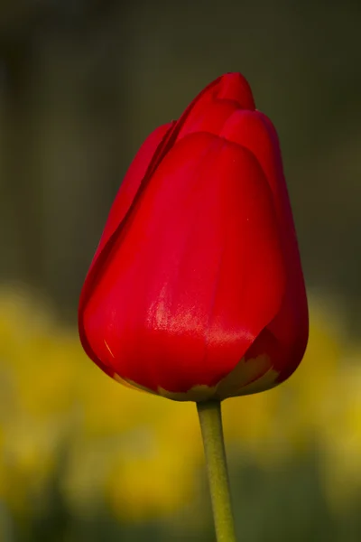 Red tulip against green and yellow background — Stock Photo, Image