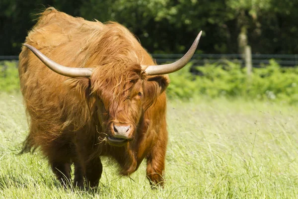 Scottish Highland Cattle in Meadow — Stock Photo, Image