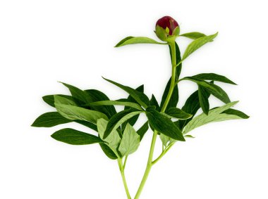 Beyaz izole Şakayık şube