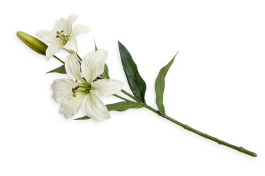Lily şube üzerinde beyaz izole