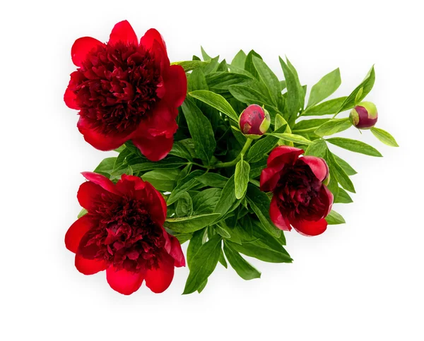 Beyaz izole peonies buket — Stok fotoğraf