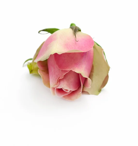 Rosa pequena Rosa — Fotografia de Stock