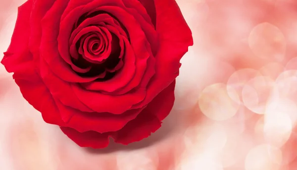 Feestelijke Rose — Stockfoto