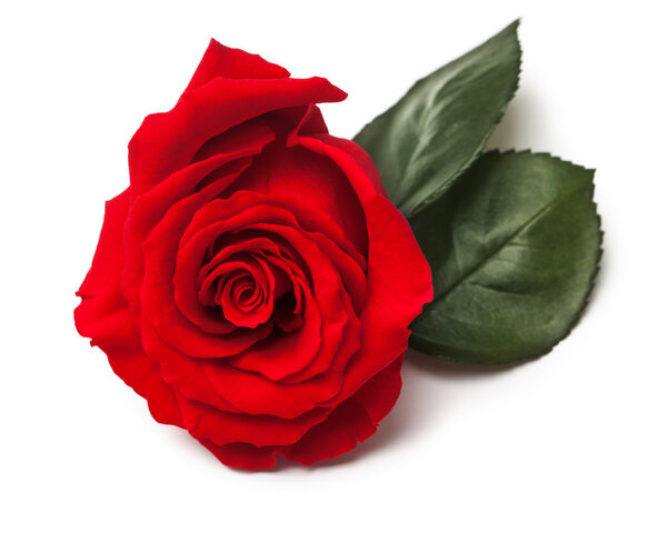 Красная роза