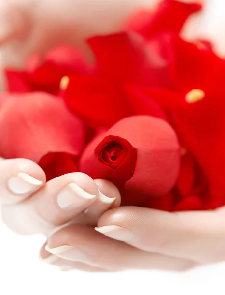 Hands With Petals — Stock Photo, Image