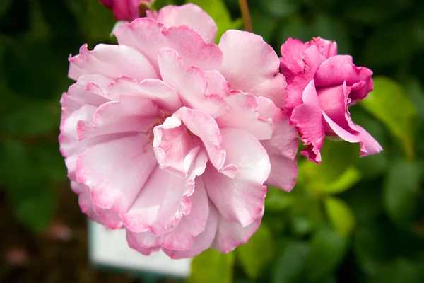 Roses — Stock Photo, Image