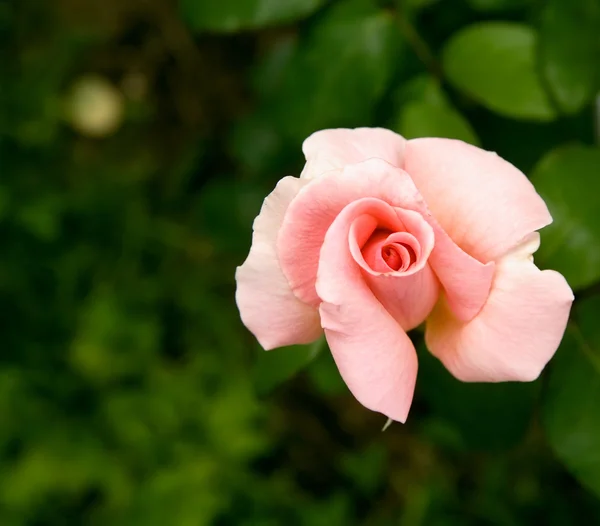 Rosa. — Fotografia de Stock