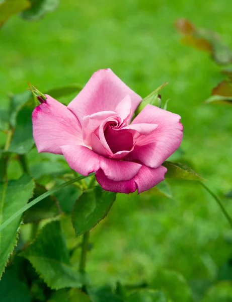 Rosa. — Fotografia de Stock