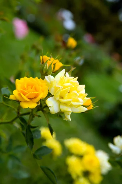 Roses — Stock Photo, Image