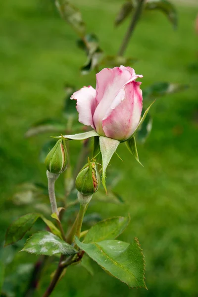 Rosa. — Fotografia de Stock