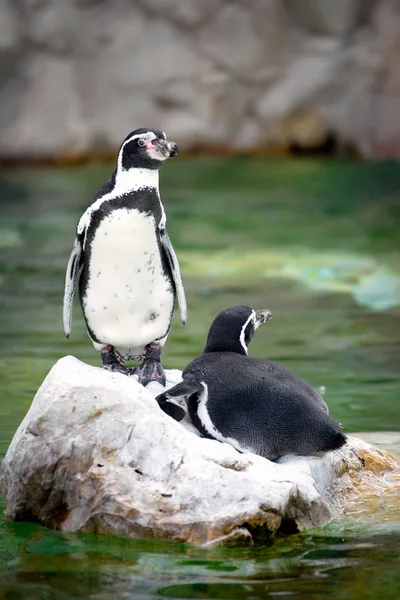 Zwei Pinguine — Stockfoto