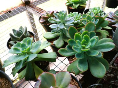 Dekoratif bir saksıda canlı ve az bakım gerektiren sulu bir bitki, ev dekorasyonunu geliştirmek için mükemmel, yaşam tarzı blog yazıları çizmek ya da profesyonel ofis markalaşmasına doğal bir dokunuş eklemek için.