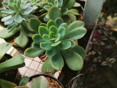 Dekoratif bir saksıda canlı ve az bakım gerektiren sulu bir bitki, ev dekorasyonunu geliştirmek için mükemmel, yaşam tarzı blog yazıları çizmek ya da profesyonel ofis markalaşmasına doğal bir dokunuş eklemek için.