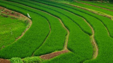 Çimenli yeşil teraslı pirinç tarlalarının hava manzarası. Arka planda kıvrımlı toprak yollar ve ağaçlar.