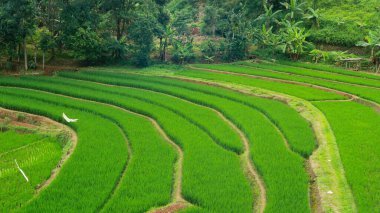 Çimenli yeşil teraslı pirinç tarlalarının hava manzarası. Arka planda kıvrımlı toprak yollar ve ağaçlar.