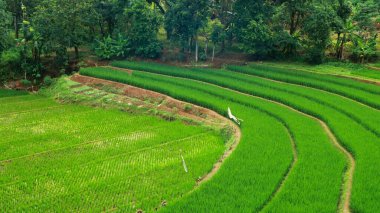 Çimenli yeşil teraslı pirinç tarlalarının hava manzarası. Arka planda kıvrımlı toprak yollar ve ağaçlar.