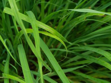 Yeşil yaprakların yemyeşil arka planına sahip yeşil eğreltiotu yapraklarının yakın çekimi.