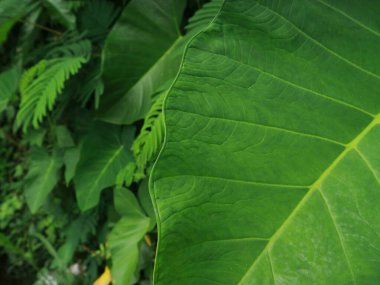 Yeşil yaprakların yemyeşil arka planına sahip yeşil eğreltiotu yapraklarının yakın çekimi.