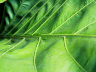 Tropik yeşil yapraklar, doğal tema arka planı