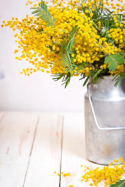 Mimosa flores em uma lata de leite de metal vintage — Fotografia de Stock