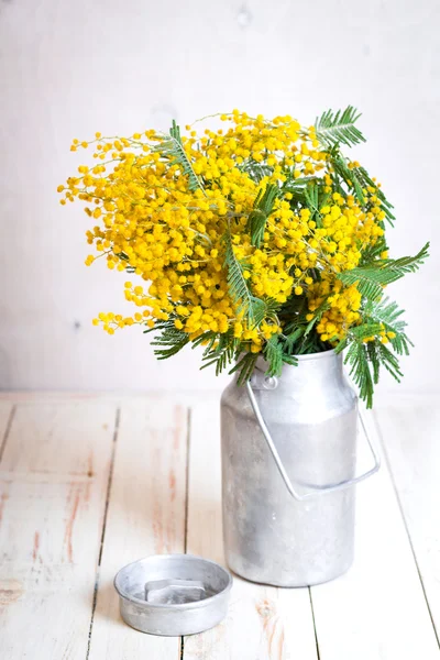 Mimosa flores em uma lata de leite de metal vintage — Fotografia de Stock