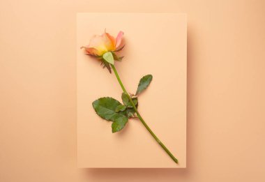 Bahar çiçekli kağıt gül kartı.