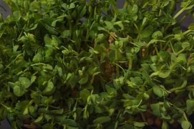 Kapalı makro taze bezelye mikroçim filizlendirir, sağlıklı, organik ve besleyici gıdalar sağlar.