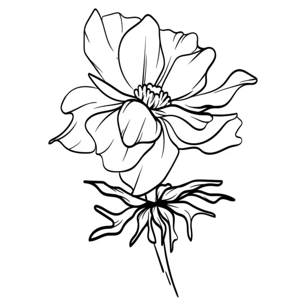 花イラスト 白地に花線画 — ストック写真