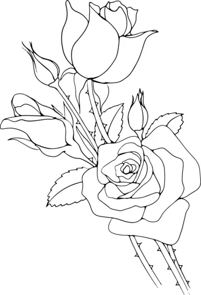 Rose Line Art Illustration For Cards, Invitation, Background, Etc.