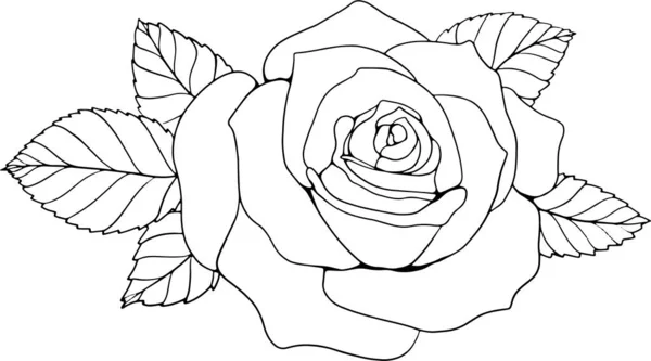 Rose Line Art Ilustracja Dla Kart Zaproszenie Tło Itp — Zdjęcie stockowe