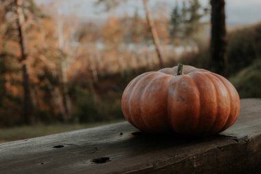 Ormanda bir bankta balkabağı ve ormanda bir bankta yazılı bir balkabağı ve yazı için bir yer. Kabak sağda, çerçevede..