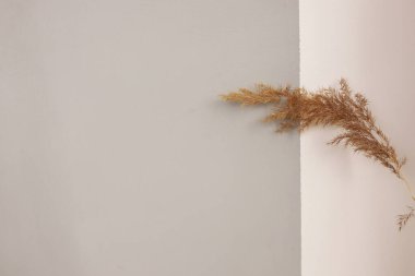 Beyaz-gri arka planda, yazı için yeri olan kuru bir çimen filizi. Sağdaki beyaz arka planda kuru çimenler. Soldaki beyaz arkaplanda bir yazı için yer.