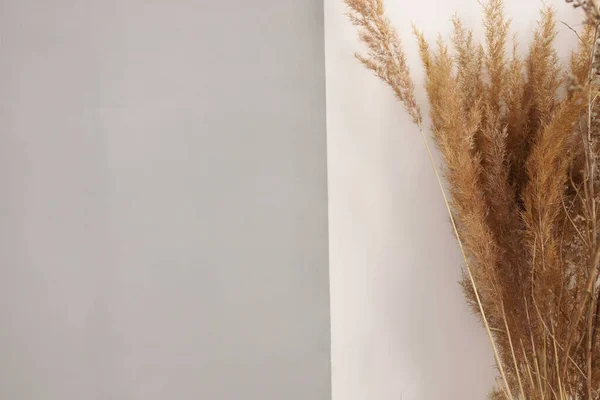 A bouquet of dry decorative herbs on a white background. White and gray background for an inscription next to a bouquet of dry herbs.