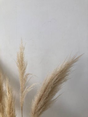 Beyaz arka planda dekoratif kulaklar. Beyaz karantinada dekoratif bitkiler. İç dekorasyon. Tarz. Üstteki metin için yer.