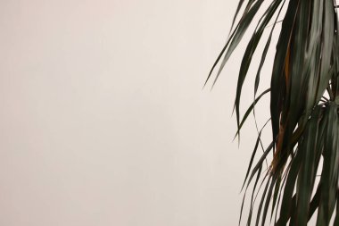 Solunda yeşil uzun yapraklar olan ev çiçeği, yazı için yer. Beyaz arka planda ev çiçeği. Seçili odak.