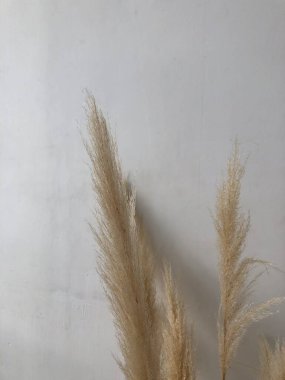 Beyaz arka planda kuru kulaklar ve yazı için bir yer. Ev iç dekorasyonları.