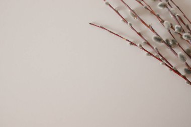 Beyaz bir arka planda söğüt dalları. Ortodoks Paskalyası. Avuç içi. Metin için bir yer.