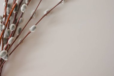 Söğüt dalları beyaz arka planda, Ortodoks Paskalyası, Palm Sunday.