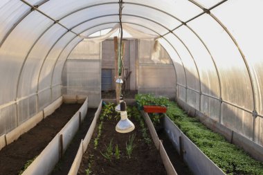 An arc greenhouse made of corbonate planted with onions, peppers, mustard. Lamps for heating the greenhouse are hanging. Home greenhouse.