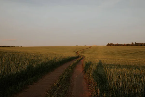 A field road in the field goes into the distance. Road in a green wheat field.