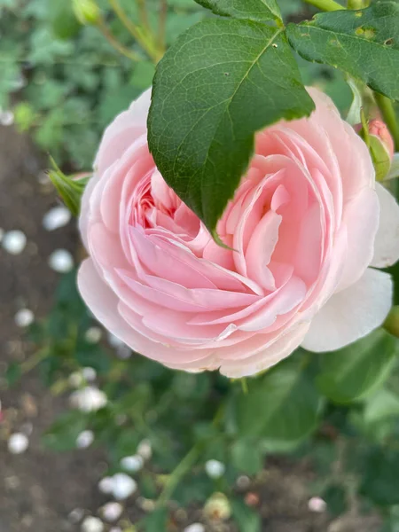 一朵柔和的粉红色玫瑰的花蕾 从上面看 有选择的重点 — 图库照片