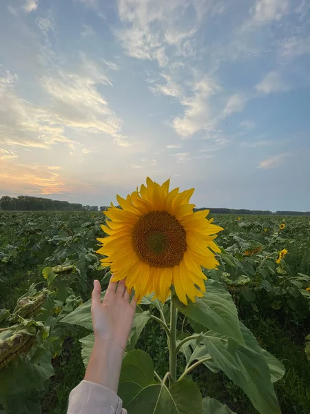 一丛丛向下倾斜的向日葵中间立着一朵凸起的向日葵 女孩的手伸向成熟的黄色向日葵 垂直的照片 第一人称视图 图库照片